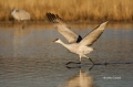 Sandhill-Crane;Crane;Grus-canadensis;Flying-bird;action;aloft;behavior;flight;fl